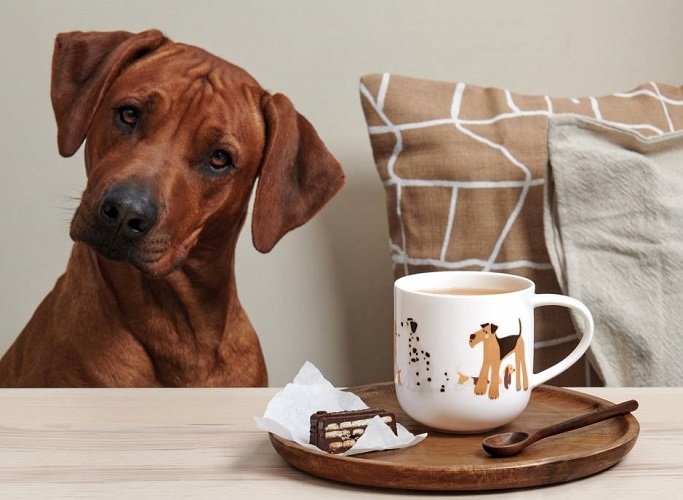 Coppa honden beker - ASA